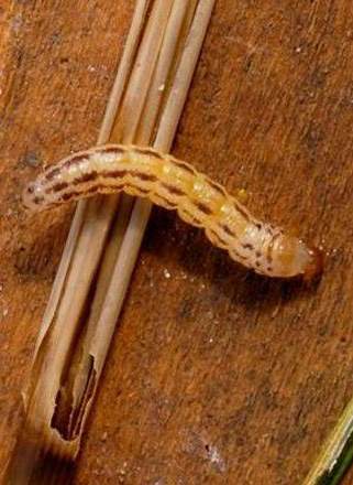Proactive Research to Mitigate the Impact of the Invasive Mexican Rice Borer